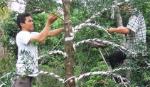 Nghề sửa kiểng vào mùa