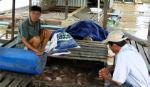 Không nên vội thả giống cá điêu hồng nuôi bè