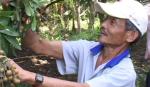 Cai Lậy: Tổng kết mô hình phòng trừ bệnh “chổi rồng” trên cây nhãn