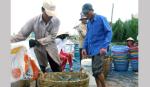 Giá tôm tăng mạnh, nông dân trúng lớn