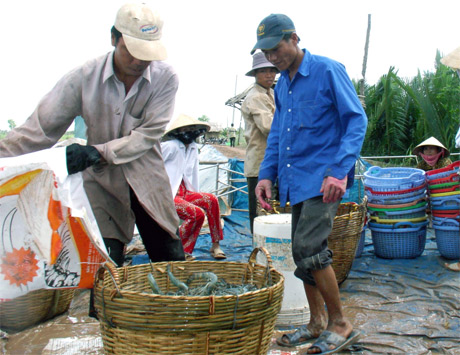 Giá tôm đang ở mức rất cao, nông dân có tôm thu hoạch cuối vụ thắng lớn. (Ảnh chụp ở xã Tân Thạnh, huyện