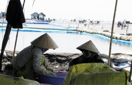 Phải cạnh tranh với nghêu giống giá rẻ từ Trung Quốc nên hầu hết người sản xuất và ương nghêu giống lỗ nặng (Ảnh chụp vùng ương nghêu giống ven biển Tân Thành, huyện Gò Công Đông).
