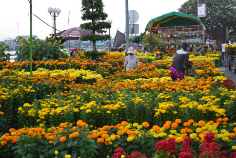 Các dãy hoa Cúc và Vạn Thọ... được bày bán gần bờ sông.
