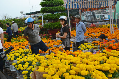 Bà con đang lựa những chậu hoa đẹp và ưng ý của mình trong dịp tết.