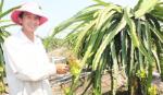 Tân Phước khai thác tiềm năng, lợi thế để phát triển cây thanh long