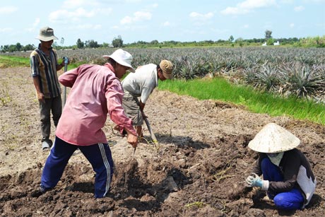Nông dân thu hoạch khoai mỡ.