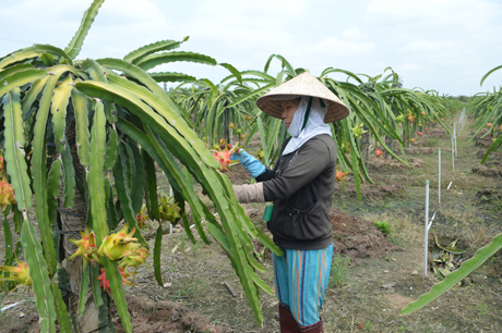 Chăm sóc vườn Thanh Long tại Chợ Gạo, Tiền Giang. Ảnh: Như Lam