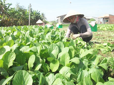 Sản xuất rau ở HTX Rau an toàn Gò Công.