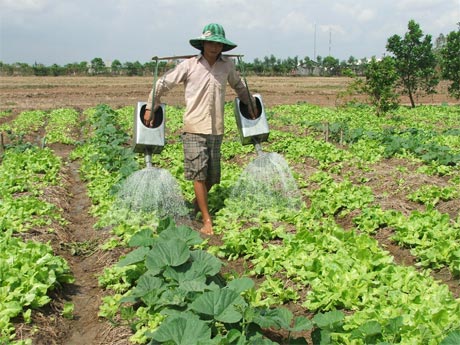 Những diện tích đã được chuyển đổi sang cây trồng khác. Ảnh: Mai Anh