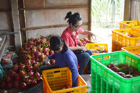 thương lái thu mua thanh long ruột trắng giá dao động từ 3.000 đồng đến 5.000 đồng một kg. Ảnh: Như Lam