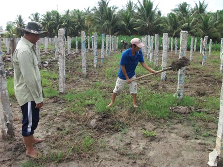 Dù giá giảm mạnh nhưng nông dân vẫn phải trồng thanh long vì đã lỡ đầu tư.