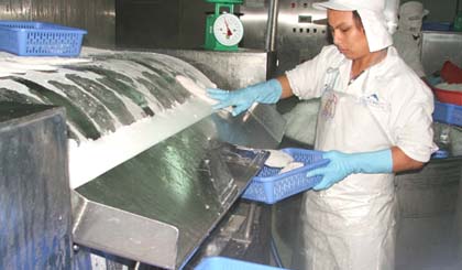 Việc quy định hàm lượng nước trong sản phẩm cá tra xuất khẩu bị các DN phản đối.