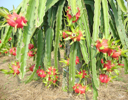 Thanh long đang là một trong những trái cây Việt Nam được nhiều thị trường yêu thích (Ảnh: HNV)