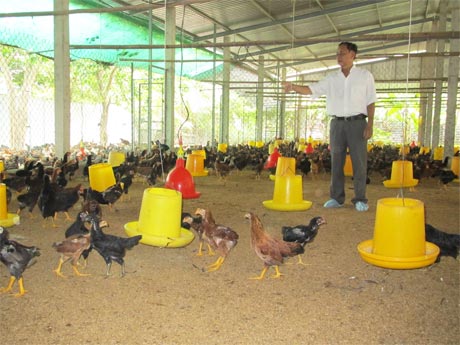 Anh Nguyễn Quốc Kiệt chăm sóc đàn gà ta Gò Công.