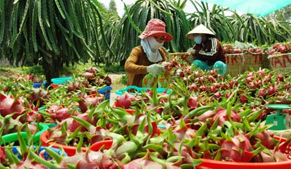 Sau nhiều nỗ lực tổ chức lại sản xuất nhưng chất lượng trái thanh long vẫn là rào cản lớn trên con đường xâm nhập vào thị trường thế giới.