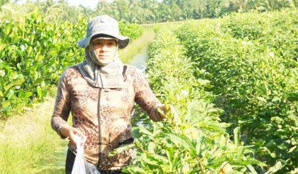 Nông dân xã Bình Phú hưởng ứng phong trào thi đua yêu nước bằng tinh thần thi đua lao động sản xuất giỏi, giảm nghèo hiệu quả.