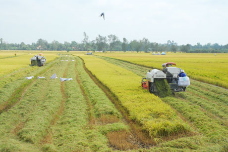 Nông dân xã Phú Nhuận, huyện Cai Lậy thu hoạch lúa đông xuân. Ảnh: NGUYỄN SỰ
