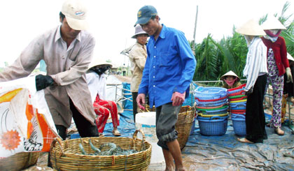 Thu hoạch tôm ở xã Phước Trung, huyện Gò Công Đông.