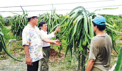 Hội Nông dân xã Thanh Bình chia sẻ kinh nghiệm trồng thanh long cùng nông dân.