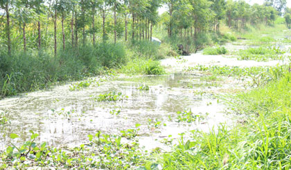 Nguồn nước kinh bị cỏ, lục bình làm ô nhiễm.