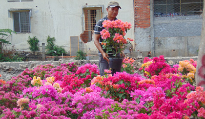 Hoa, kiểng được nhà vườn đưa ra Chợ hoa Xuân TX. Cai Lậy.  