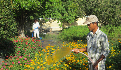  Phạm nhân tưới hoa đón tết.