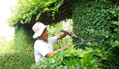 Ông Nguyễn Văn Sơn - người dân ấp 3, xã Thạnh Lộc cắt tỉa hàng rào cây xanh.