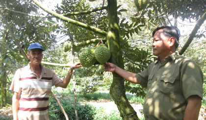 Ông Trần Văn Út (bên trái) và Bí thư Chi bộ ấp Nguyễn Phương Quang bên gốc sầu riêng RI6.