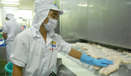 Chế biến cá tra xuất khẩu tại Công ty cổ phần Hùng Vương.