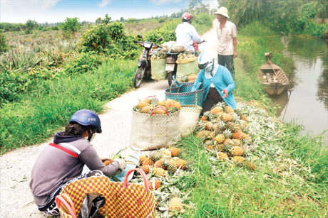 Khi khóm tăng giá, thương lái đến tận ruộng để mua.
