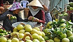 Nâng chất sản phẩm trái cây, đáp ứng xu thế hội nhập