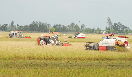 Thu hoạch lúa trên cánh đồng Hậu Mỹ Trinh, huyện Cái Bè.