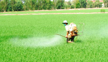 Ông Lê Văn Tần, ấp Mỹ Tường B, xã Hậu Mỹ Trinh, huyện Cái Bè phun thuốc cho ruộng lúa 0,7 ha.