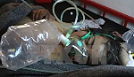 Phản ứng của các nước sau vụ tấn công hóa học tại Syria