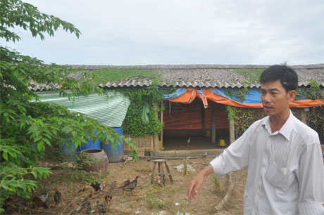 Gà thả vườn ở HTX Chăn nuôi và Thủy sản Gò Công.