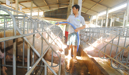 Ngành nuôi heo đang đối mặt với nhiều khó khăn.