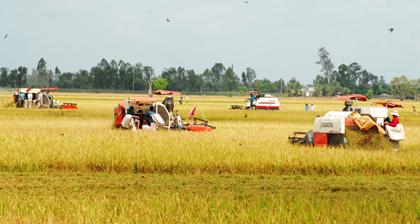 Thu hoạch lúa đông xuân 2016-2017 trên cánh đồng ở huyện Cái Bè.