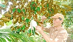 Vú sữa sẵn sàng vào thị trường Hoa Kỳ