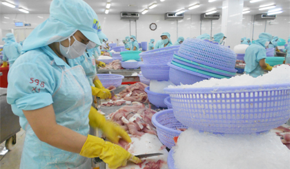 Chế biến cá tra xuất khẩu. Ảnh: Khắc Thuyên