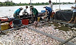 Cá chết hàng loạt do thiếu oxy