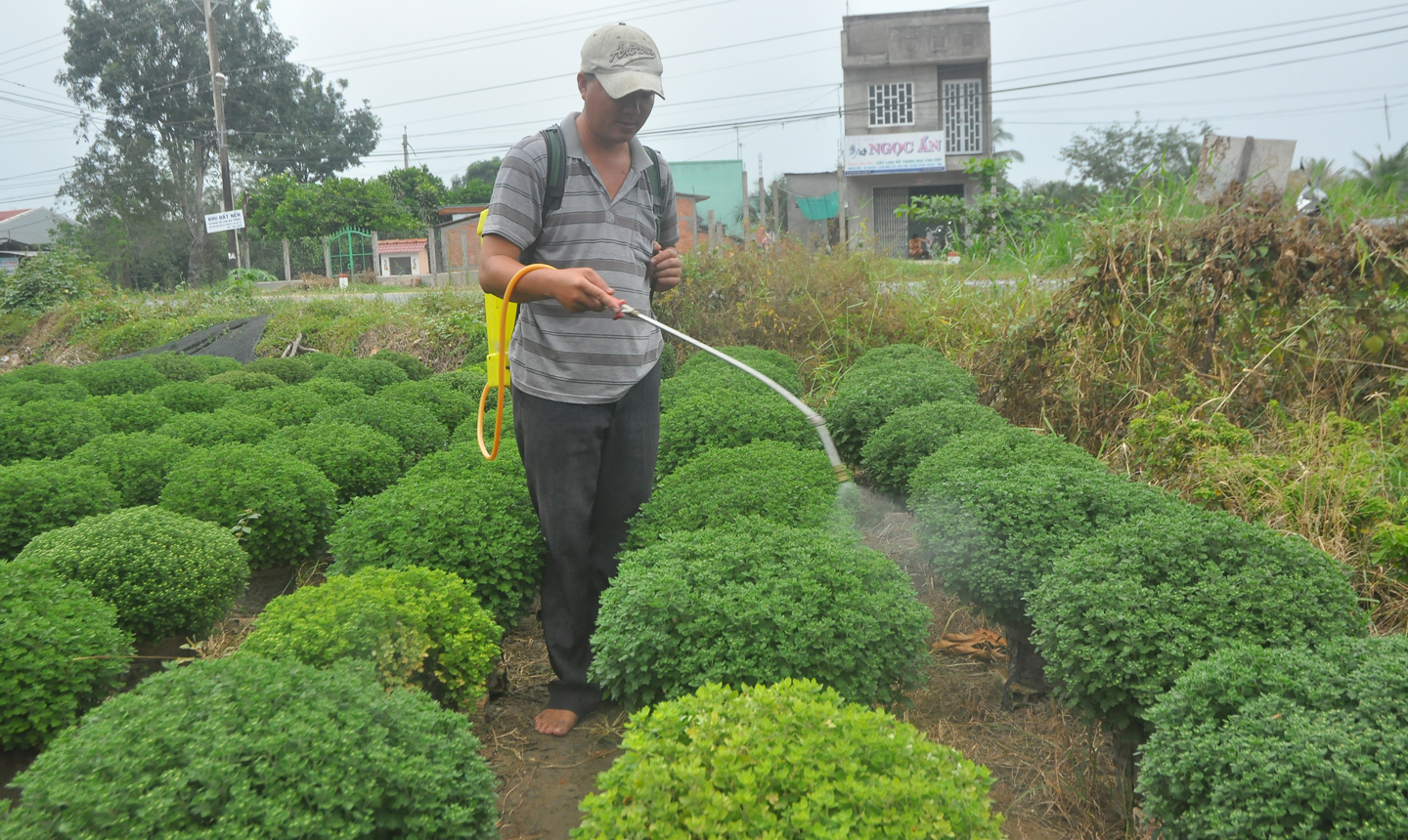 Người trồng hoa xã Tân Mỹ Chánh phun thuốc ngừa bệnh cho cúc mâm xôi.