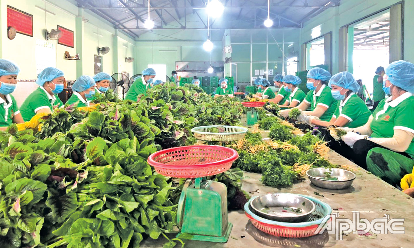 Dù ảnh hưởng của dịch Covid-19 nhưng HTX Phú Quới (huyện Gò Công Tây) vẫn hoạt động ổn định. 