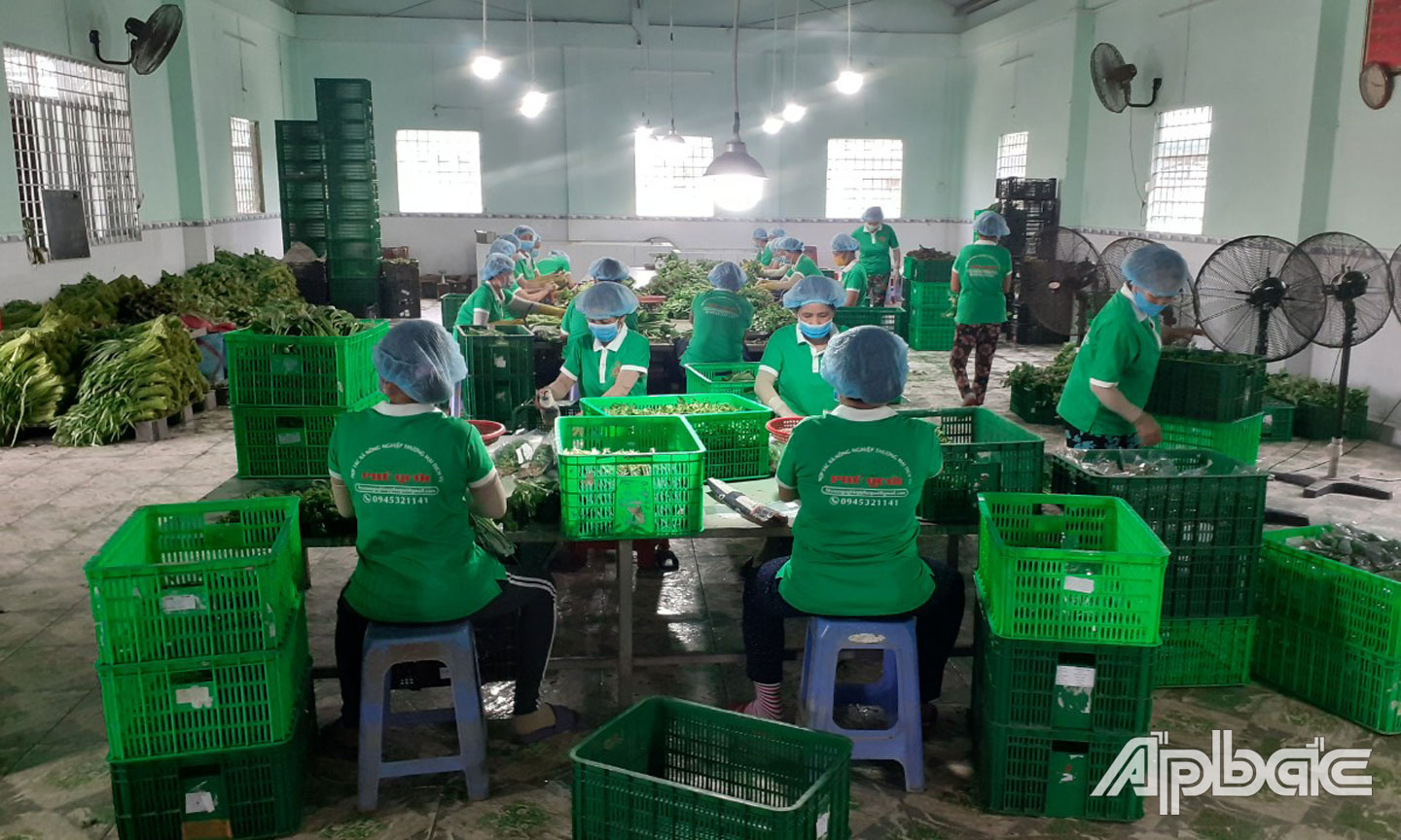 Các HTX tăng cường sản xuất rau màu.