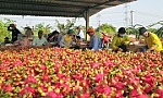 Tìm hướng phát triển hiệu quả cây thanh long