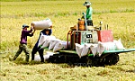 Thúc đẩy sản xuất, tiêu thụ bền vững chuỗi lúa gạo vùng ĐBSCL