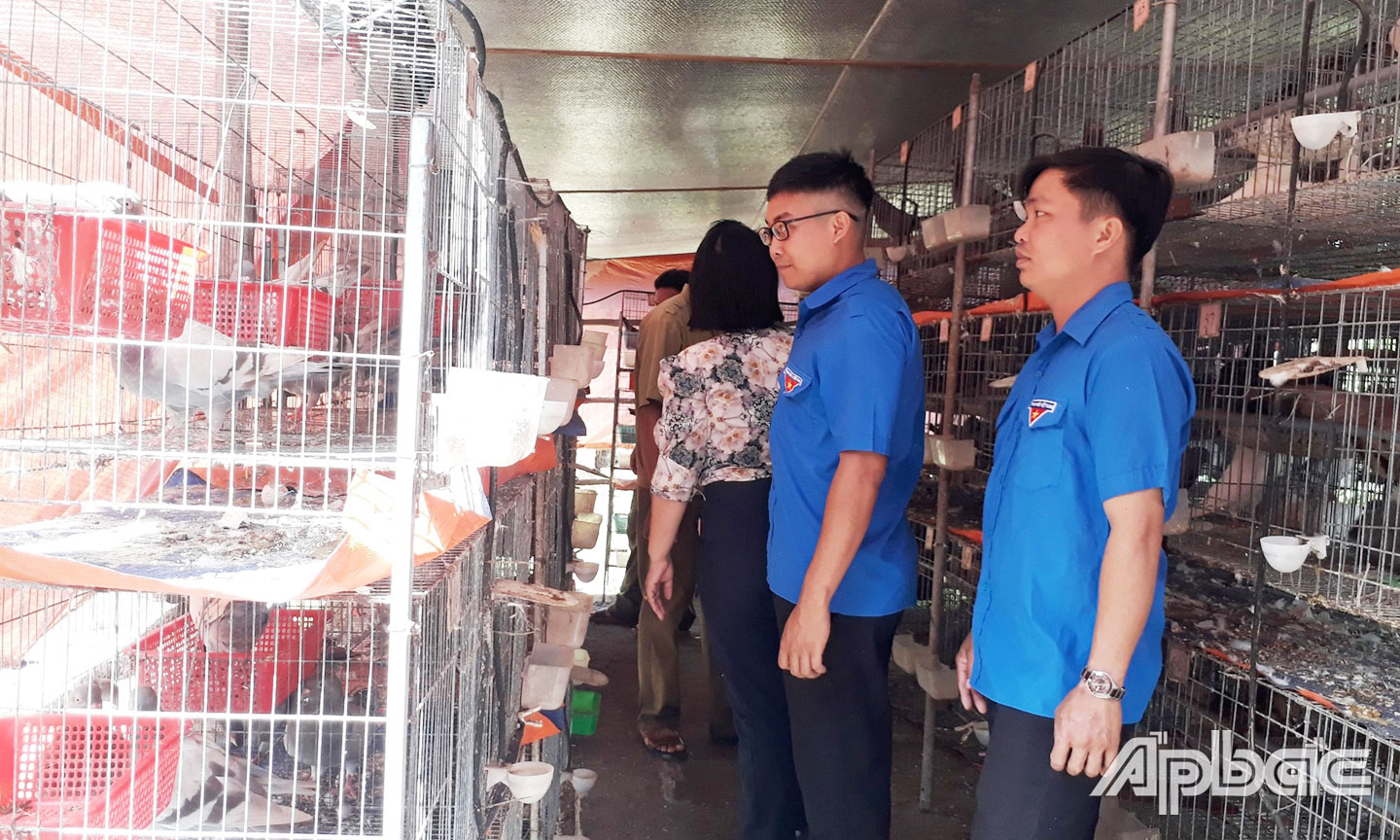 Huyện đoàn Tân Phước tích cực hỗ trợ đoàn viên, thanh niên khởi nghiệp, phát triển kinh tế, thoát nghèo (Ảnh: Mô hình nuôi bồ câu Pháp của thanh niên ở xã Thạnh Hòa).