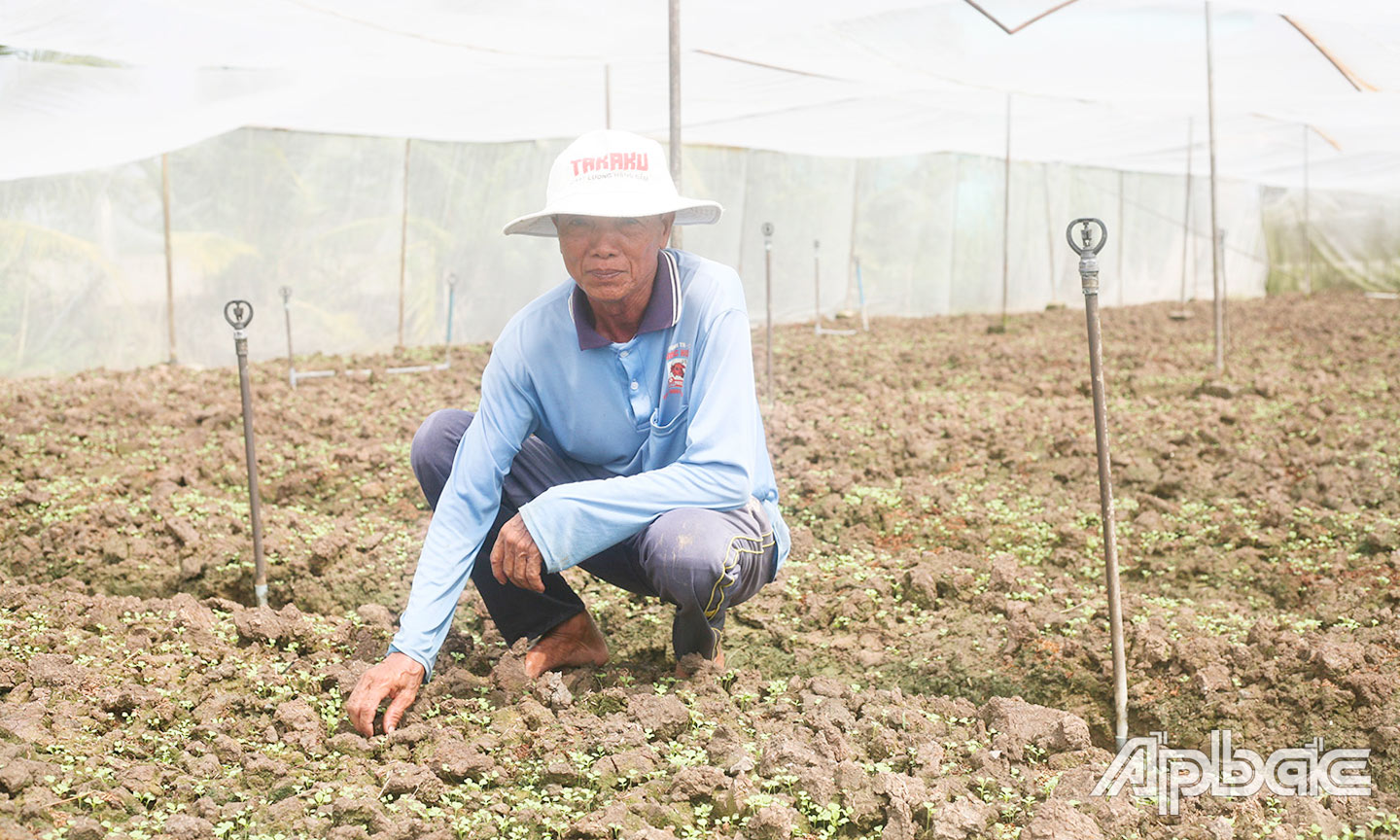 Ông Nguyễn Văn Ánh đang chăm sóc vườn rau của gia đình.