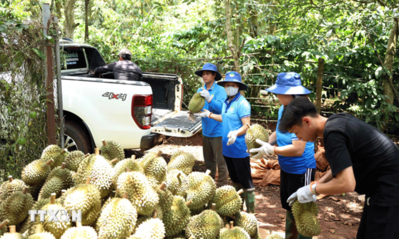 Chuyển sầu riêng lên xe để đưa về kho thu mua. (Ảnh: Hoài Thu/TTXVN)