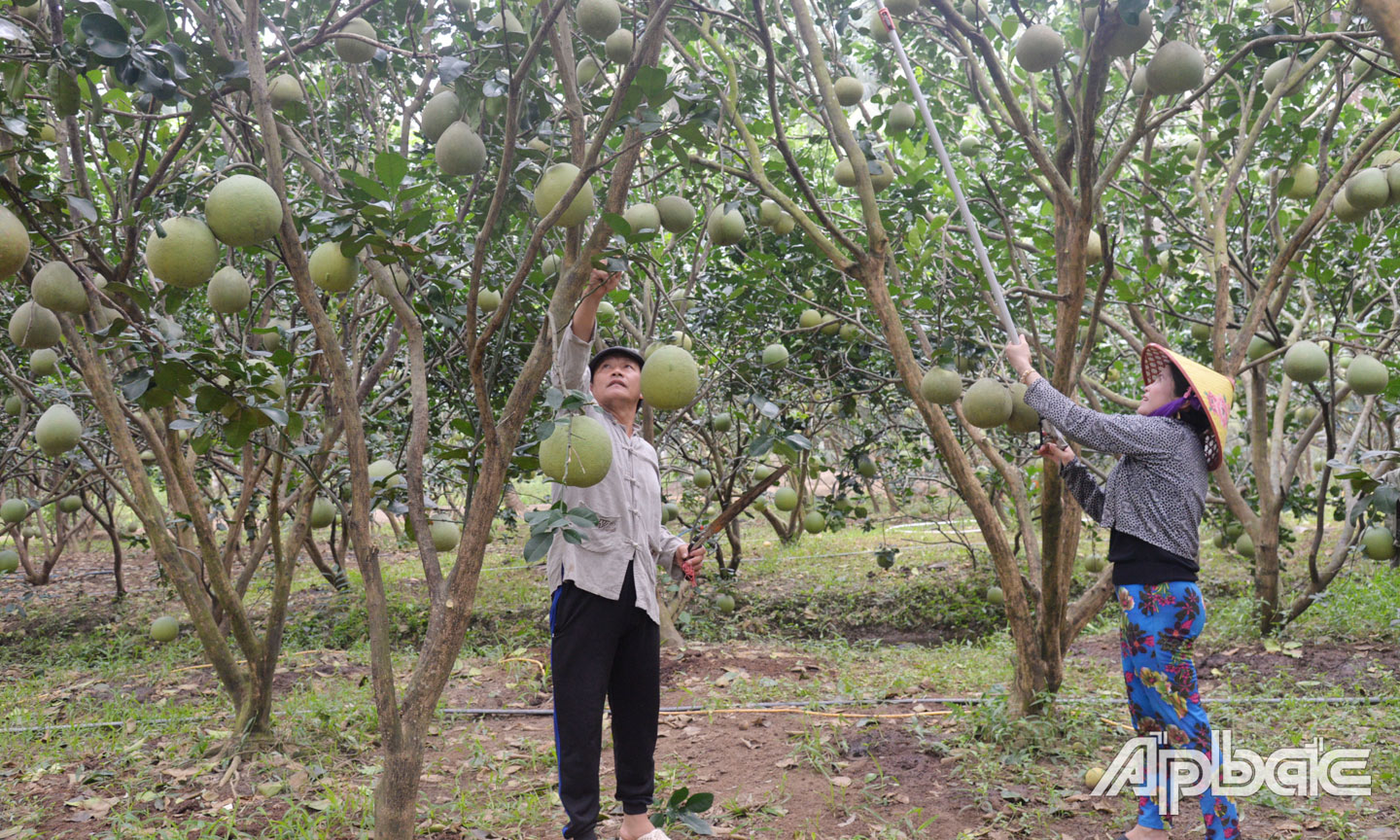 Hiện toàn xã Chợ Gạo có diện tích vườn bưởi 445 ha trong đó diện tích đang cho trái ước khoảng 400 ha