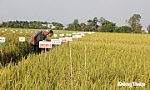 Xã Lai Vung: Phát triển toàn diện với tư duy sáng tạo, khát vọng phát triển